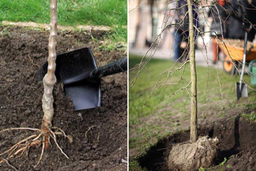 planter arbres et arbustes en hiver