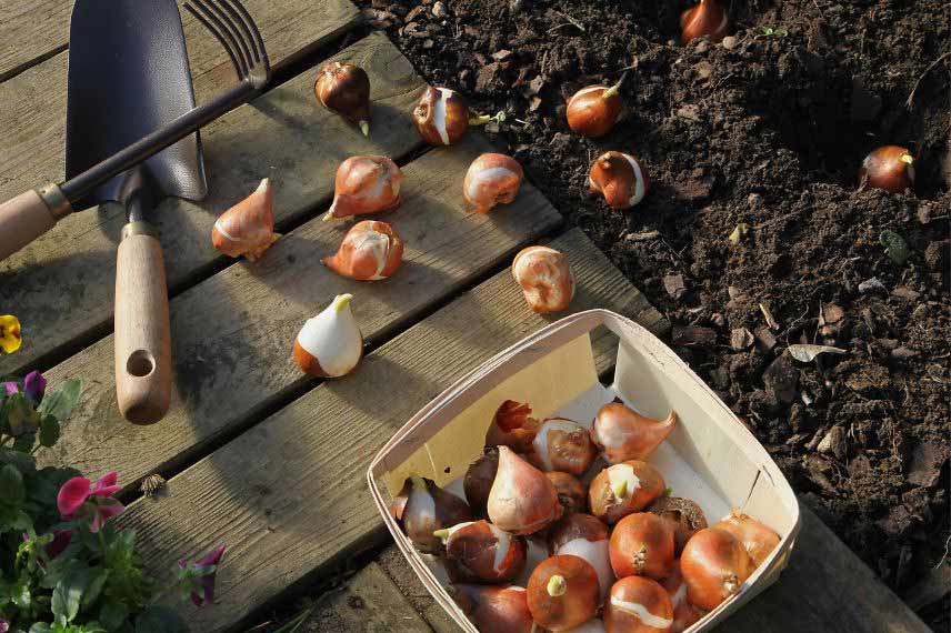 planter bulbes en hiver