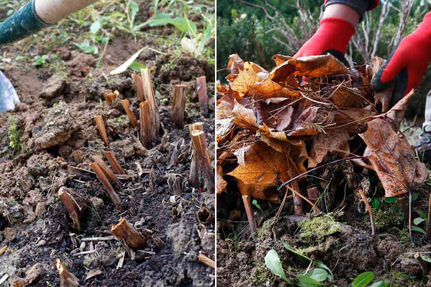 planter vivaces en hiver