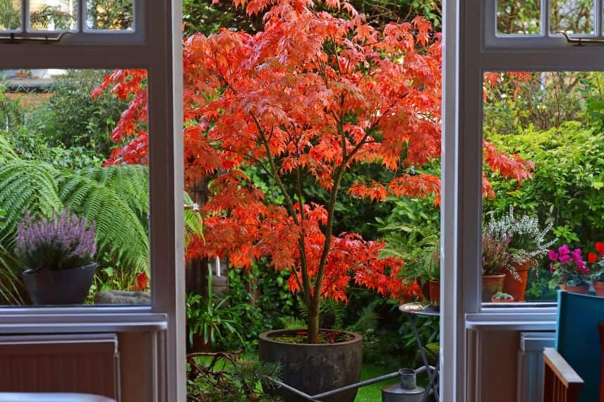 planter un arbre