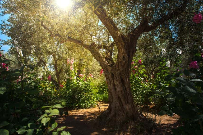 planter un arbre