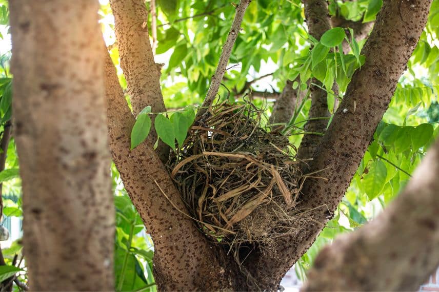 planter un arbre