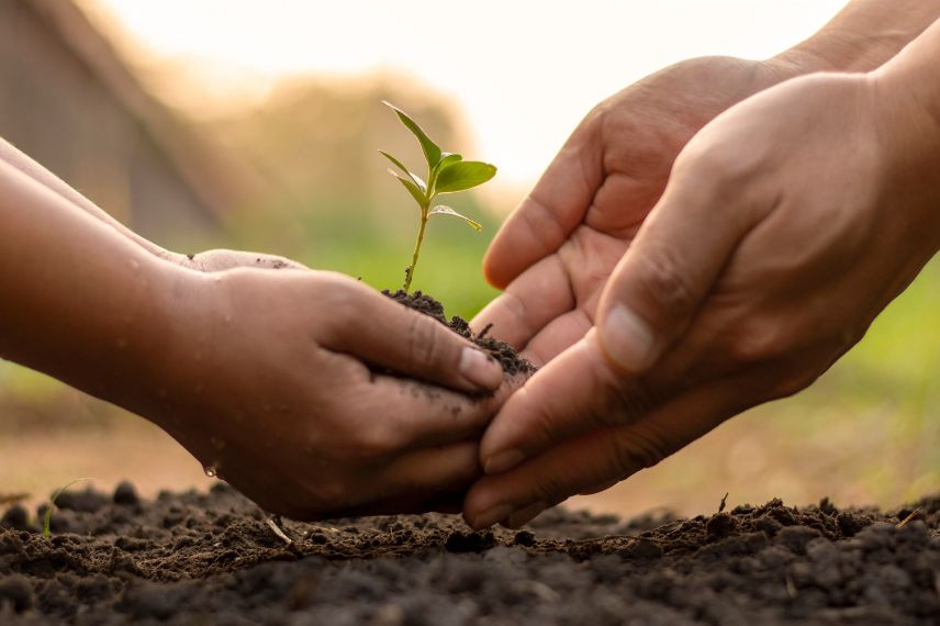 planter un arbre