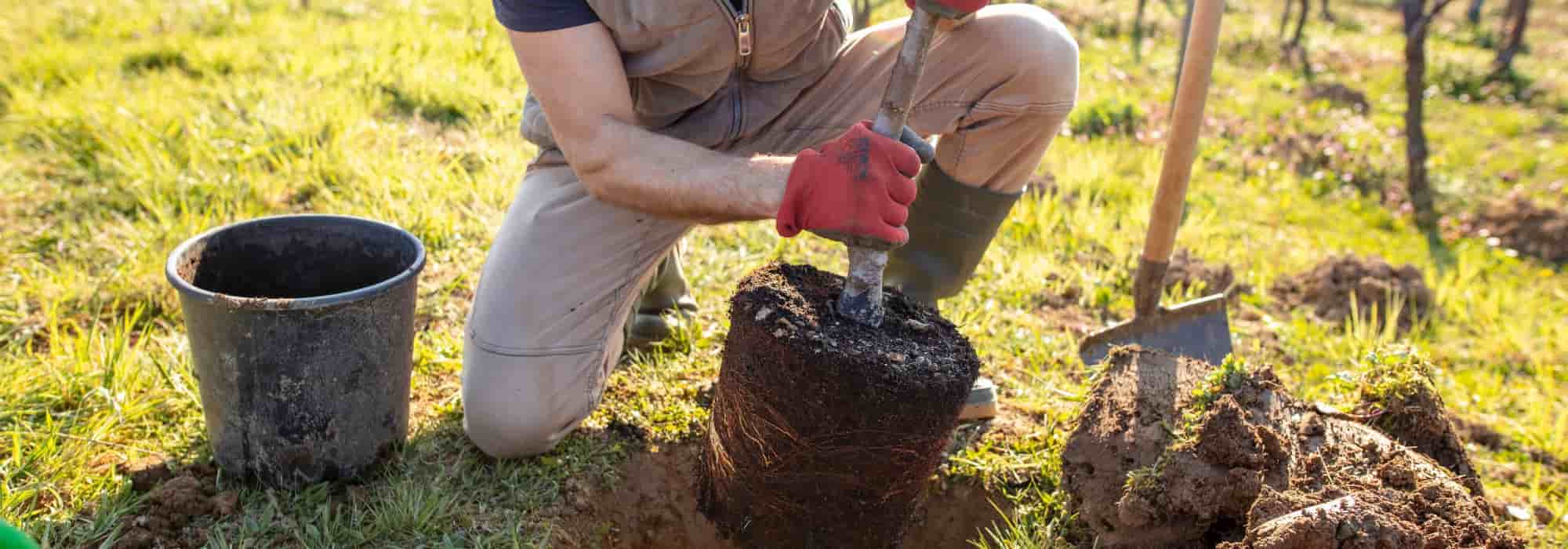 10 bonnes raisons de planter un arbre