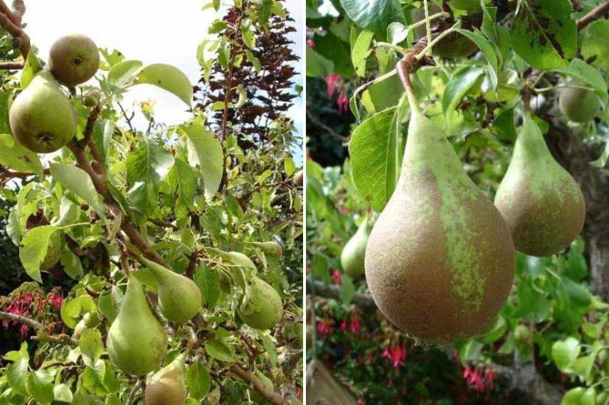 variétés de poires tardives poirier ‘Conférence’