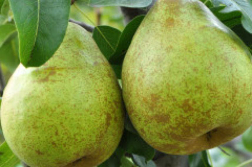 variétés de poires tardives poirier ‘Doyenné d'hiver’