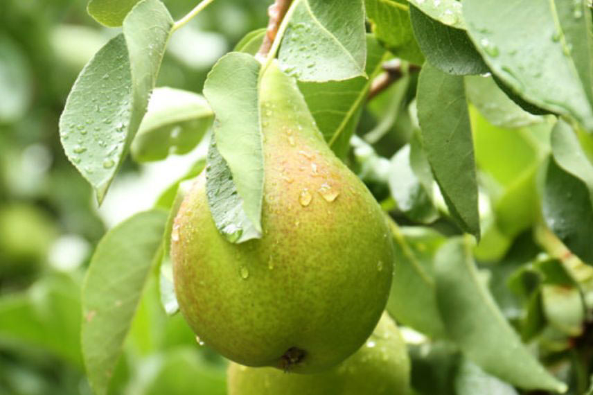 variétés de poires tardives poirier ‘Curé’ 