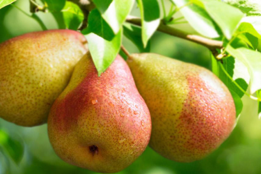 variétés de poires tardives poirier ‘Figue d'Alençon’