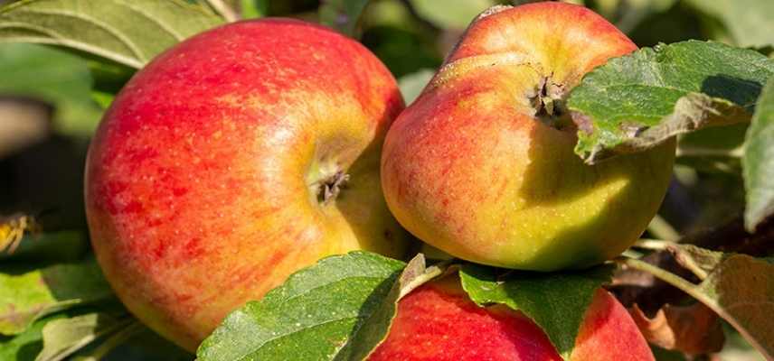 Pommes a cidre quelle variete choisir, meilleures varietes pommes cidre