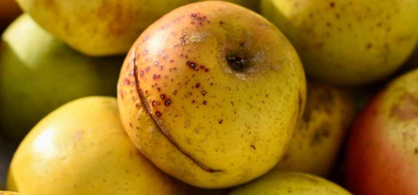 Pommes a cidre quelle variete choisir, meilleures varietes pommes cidre