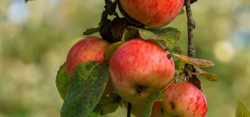 Pommes a cidre quelle variete choisir, meilleures varietes pommes pommiers cidre