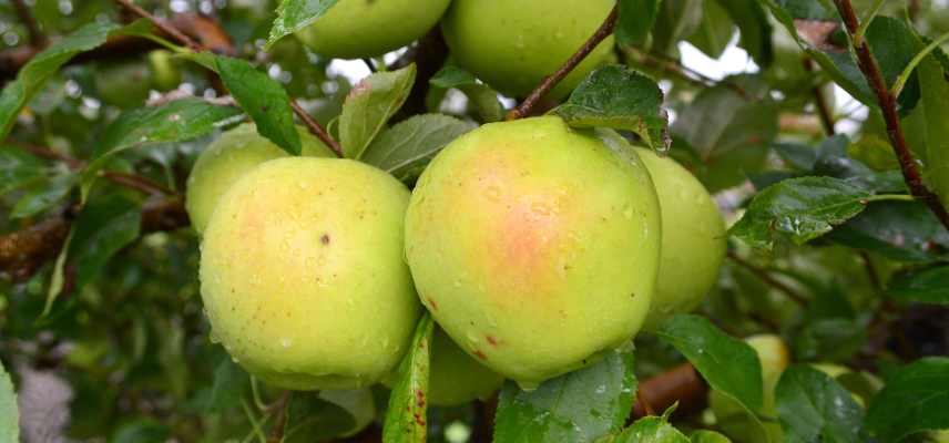 Meilleures pommes a couteau, pommes a croquer