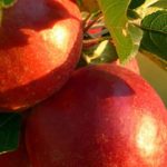Pomme rouge : les 5 meilleures variétés