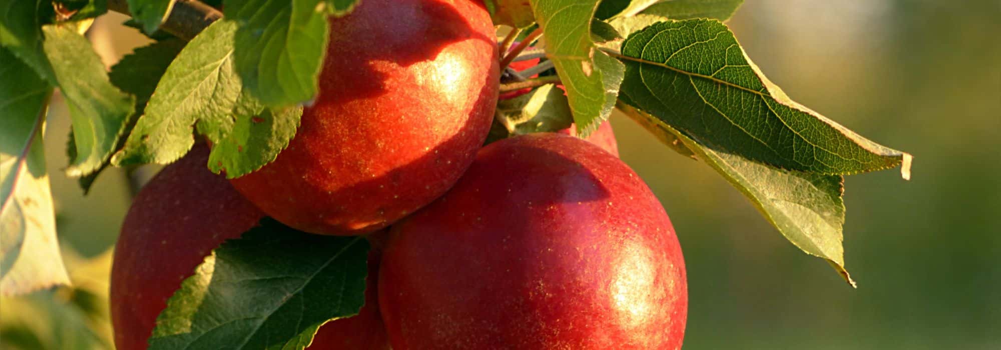 Pomme rouge : les 5 meilleures variétés