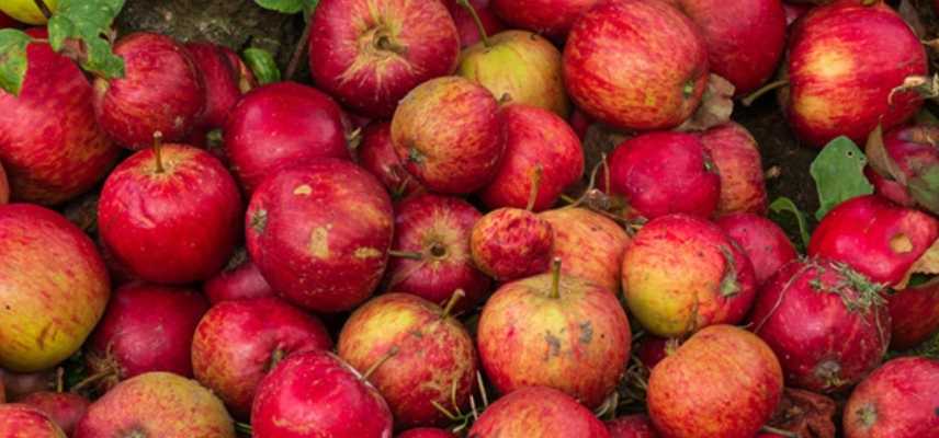 Pommes a cidre quelle variete choisir, meilleures varietes pommes cidre