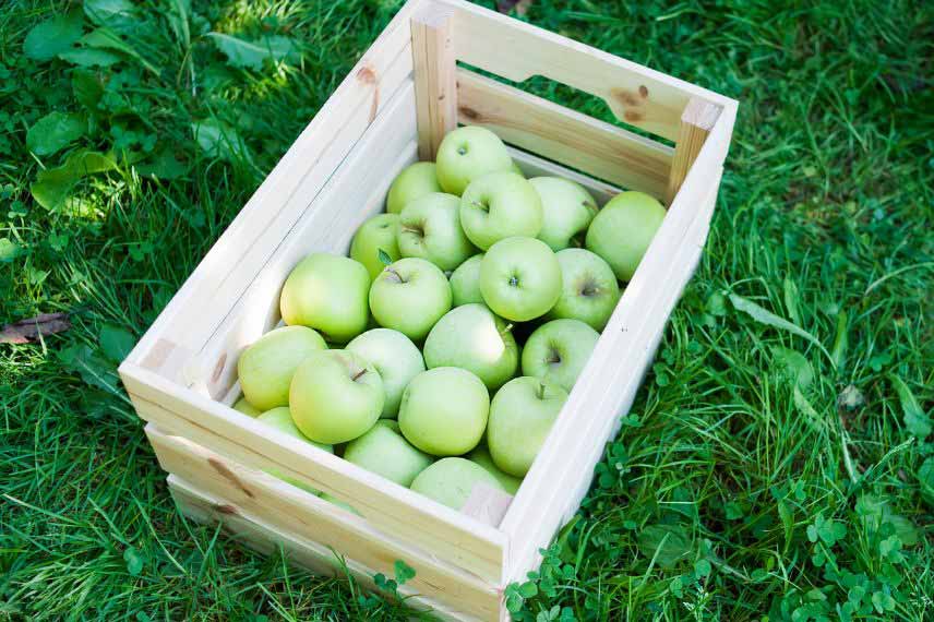 variétés de pommes tardives ‘Granny Smith’