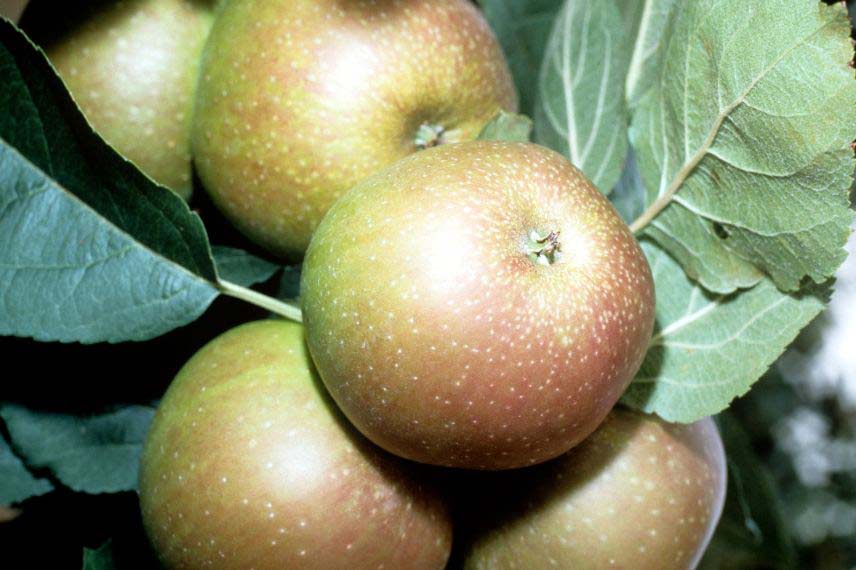 variétés de pommes tardives ‘Belle de Boskoop’