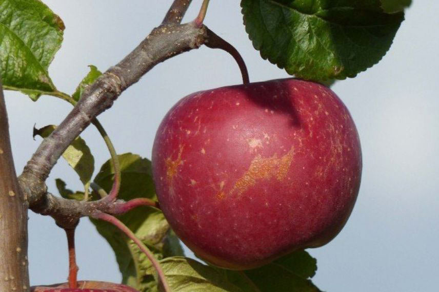 variétés de pommes tardives ‘Choupette’