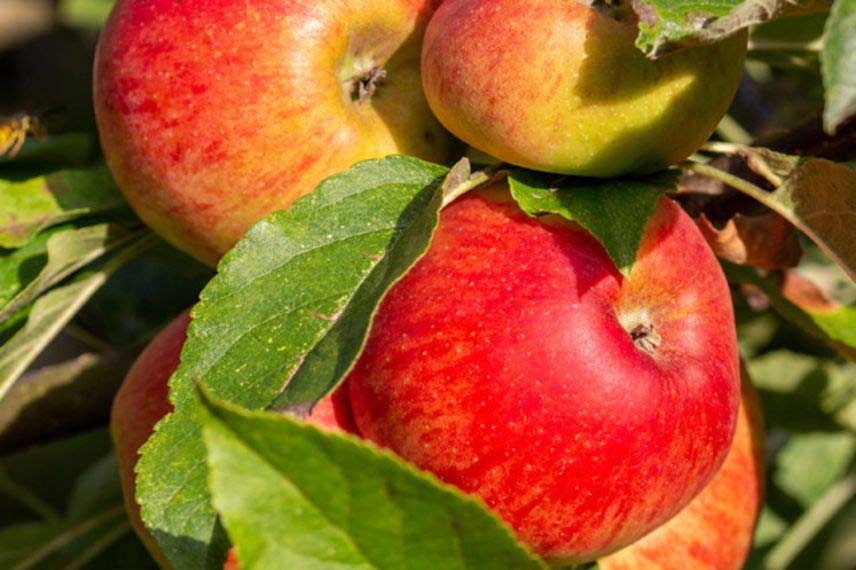 variétés de pommes tardives ‘Châtaignier’