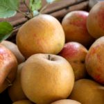 6 variétés de pommes tardives