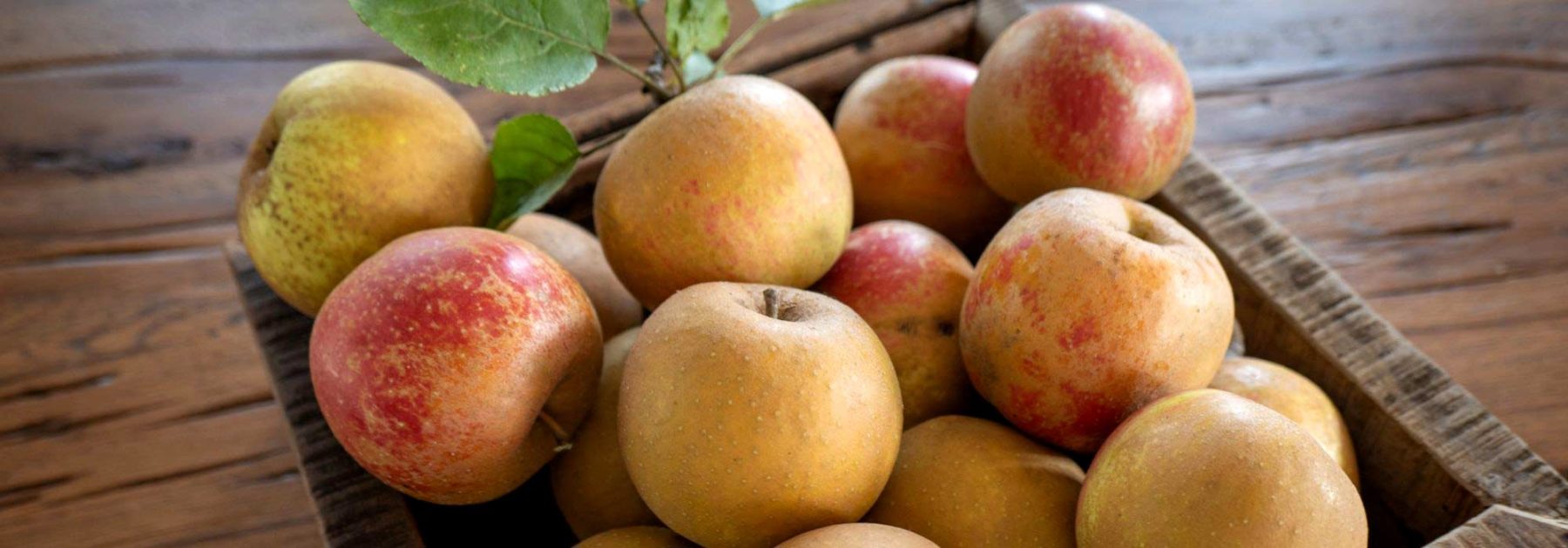 6 variétés de pommes tardives