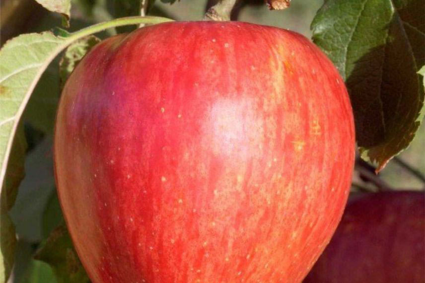 variétés de pommes tardives ‘Calville Rouge d'Hiver’