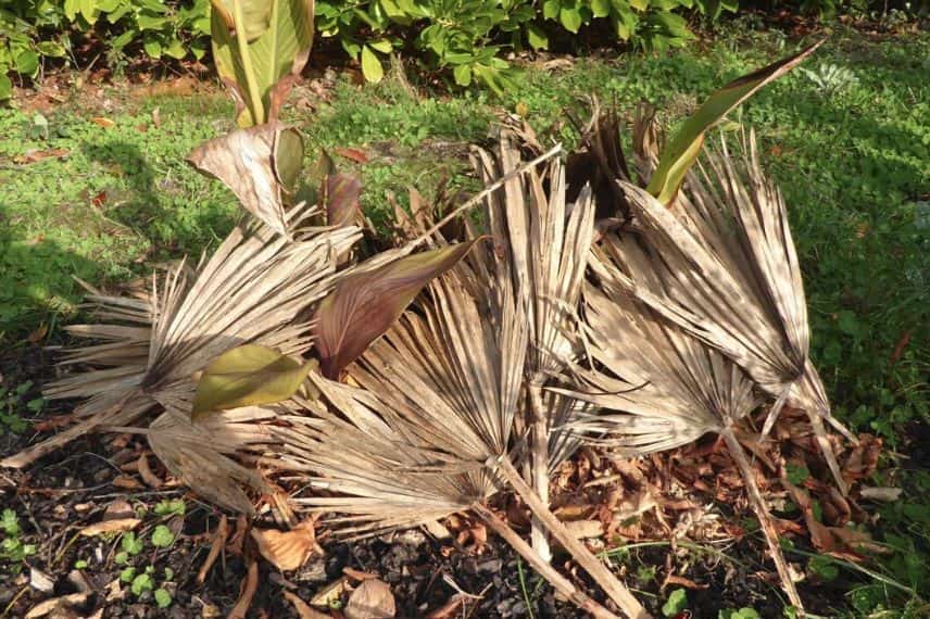 paillage feuille de palmier