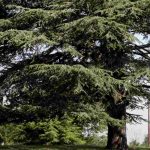 Quels arbres choisir pour un parc ?