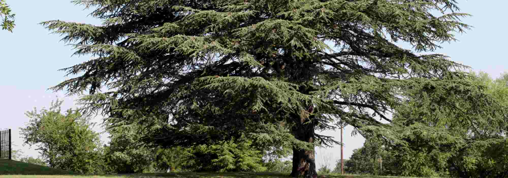 Quels arbres choisir pour un parc ?