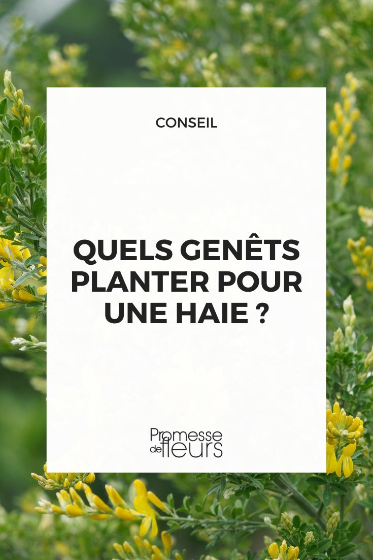 quels genets planter pour une haie