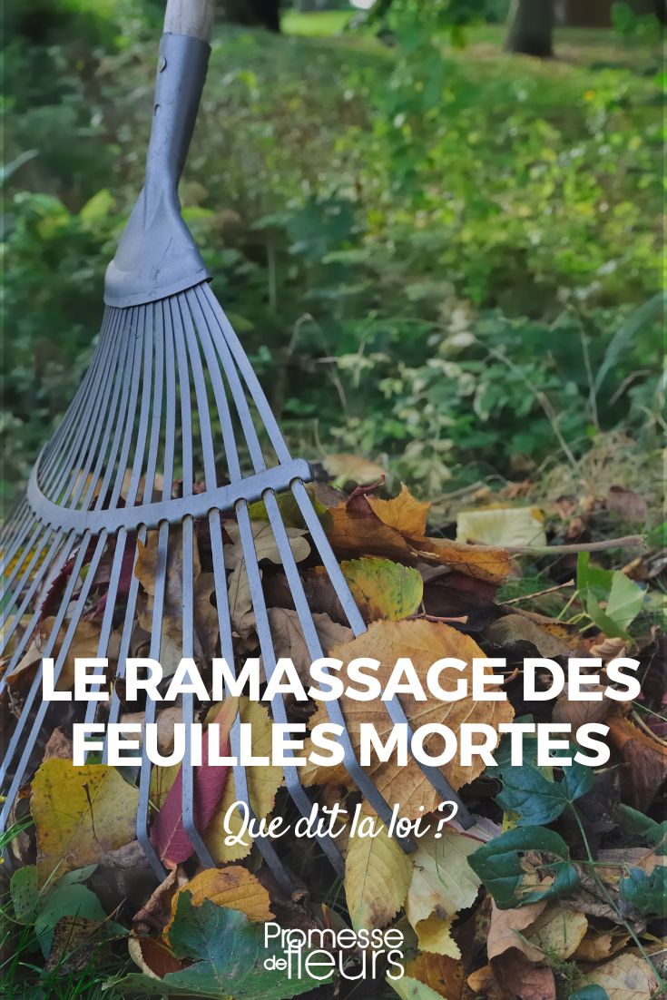 Les feuilles mortes au jardin, les réponses aux questions le plus souvent  posées 