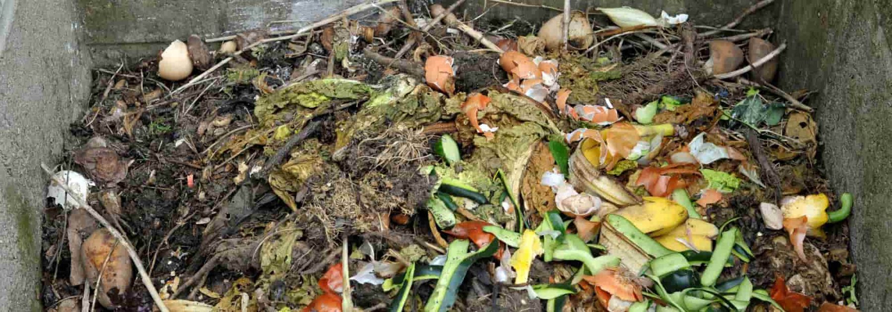 Quels sont ces vers de compost ? : r/jardin