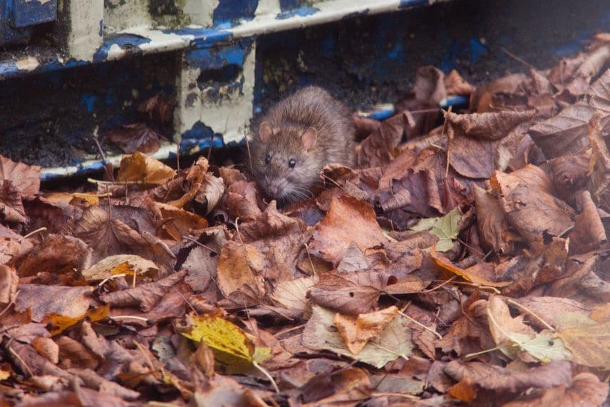 rat et compost