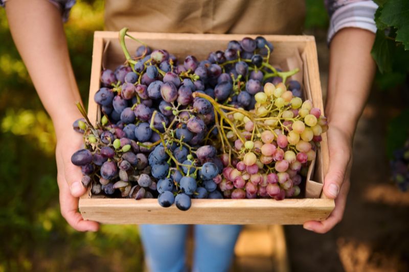 récolte et conservation du raisin