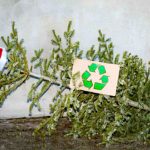 Sapin naturel ou artificiel : quel est l'arbre de Noël le plus éco-responsable ?