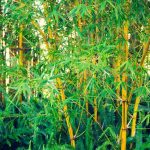 Comment se débarrasser de bambous envahissants ?