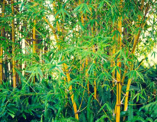 Comment se débarrasser de bambous envahissants ?