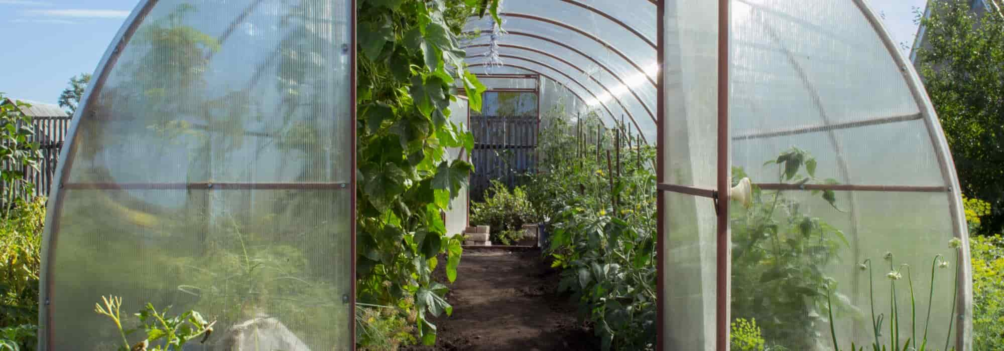 Notre papier bulle isolant pour serre - Jardin et Saisons