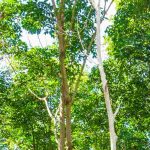 La taille des arbres en transparence
