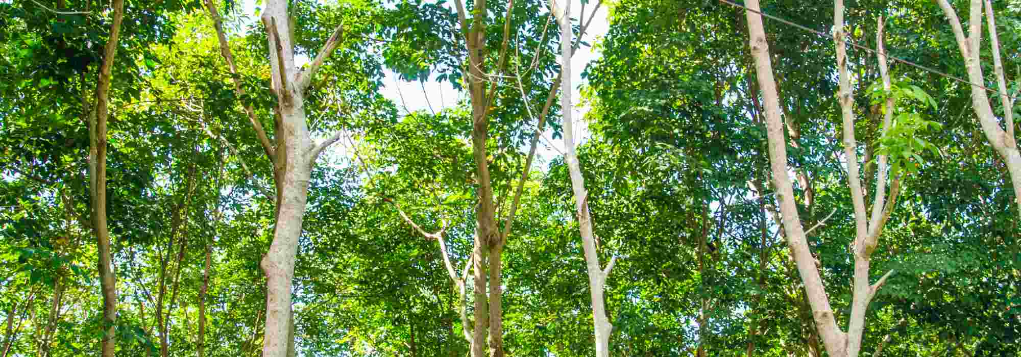 La taille des arbres en transparence