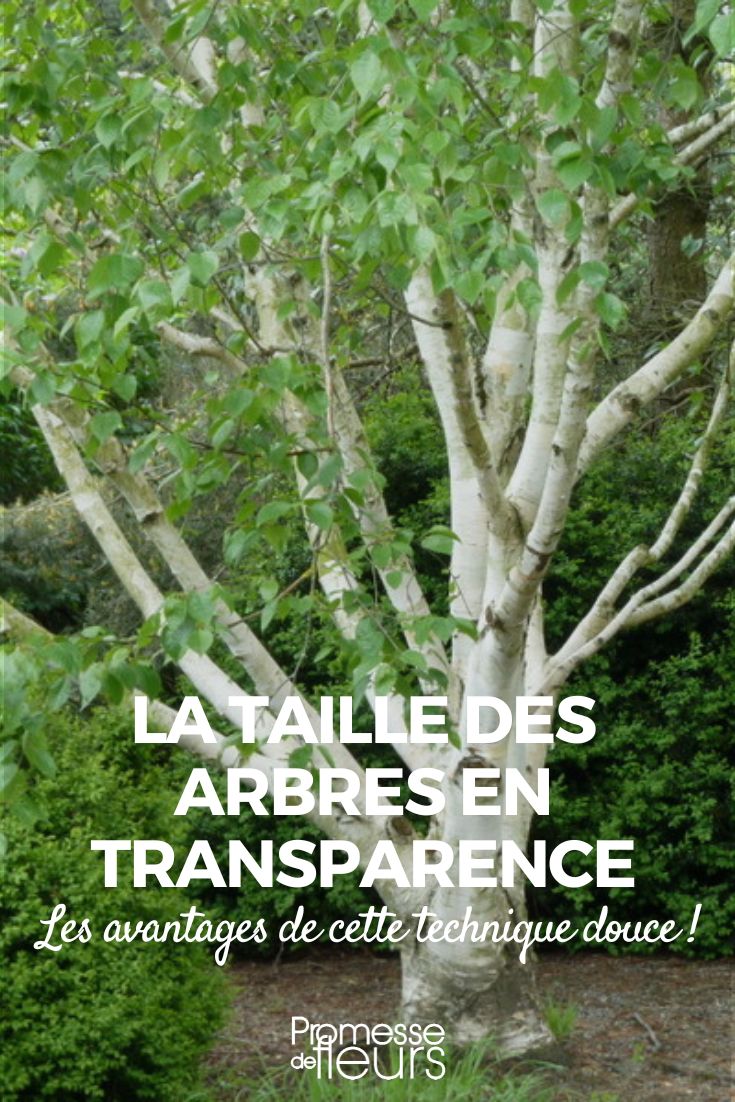 taille des arbres en transparence