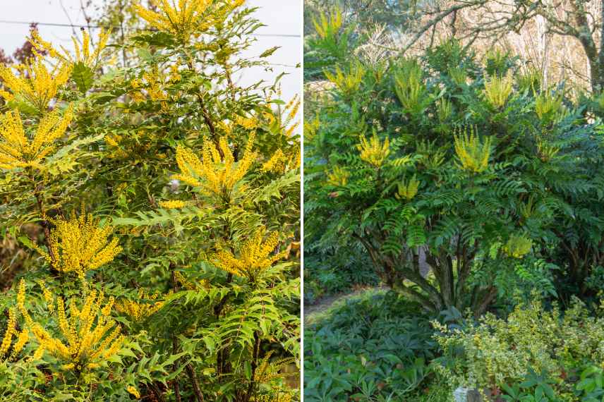 taille du mahonia, tailler mahonia, taille mahonia quand pourquoi comment, taille mahonia intérêt