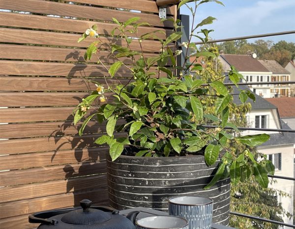 Craquez pour le théier Théojardin : la première variété à cultiver au jardin !