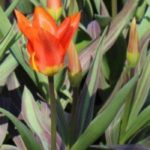 9 tulipes à feuillage panaché
