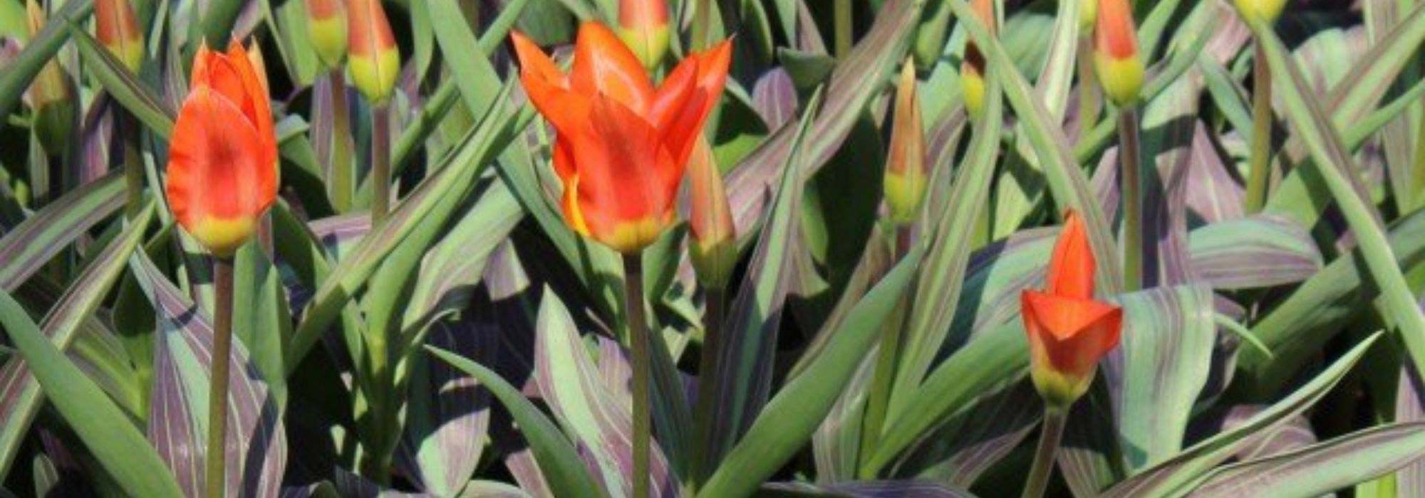 9 tulipes à feuillage panaché