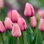 6 tulipes à fleurs roses