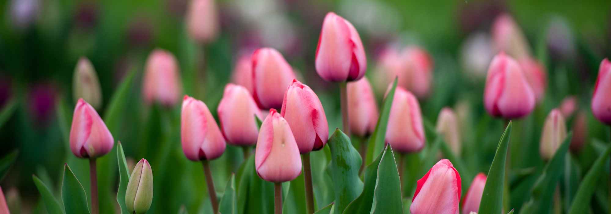 6 tulipes à fleurs roses