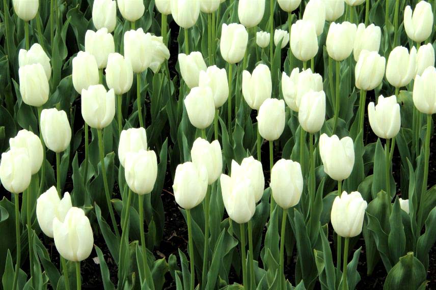 tulipes à fleurs blanches