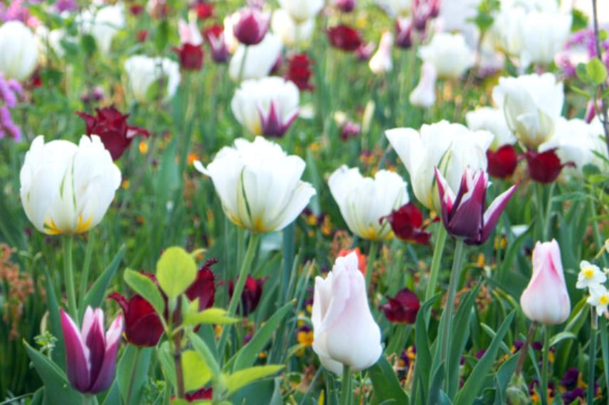 tulipes à fleurs blanches