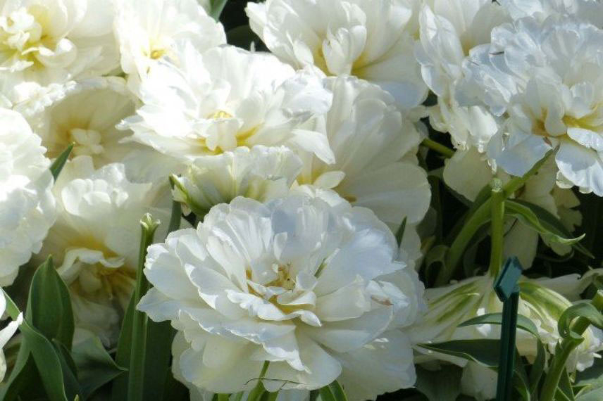 tulipes à fleurs blanches